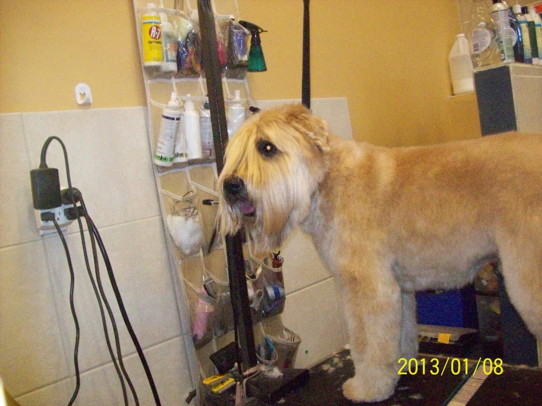 photo Sham-Pooches Grooming Spa