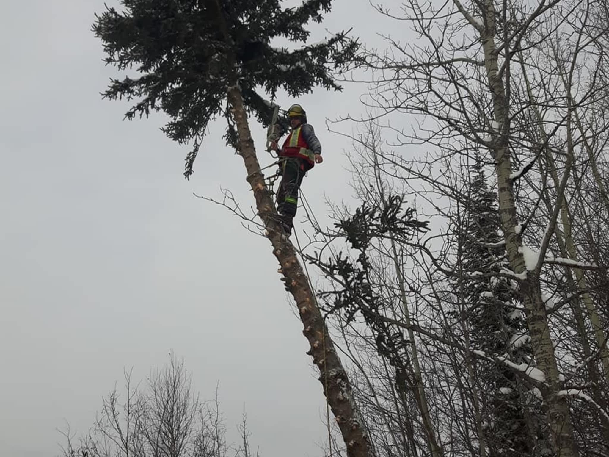 photo Wileys Tree Services