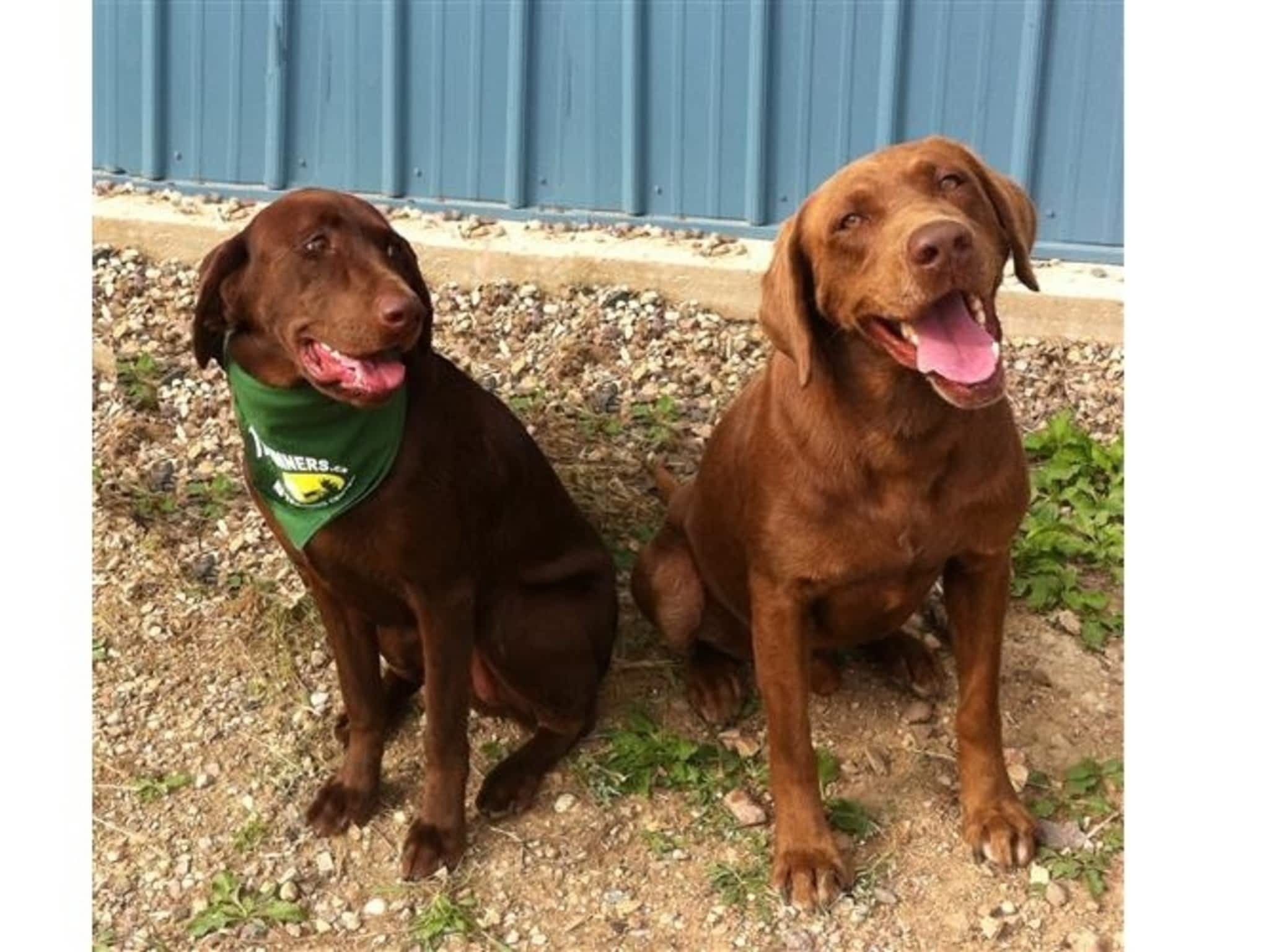 Trailrunners K9 Training Center & Labrador Retriever Dogs & Puppies
