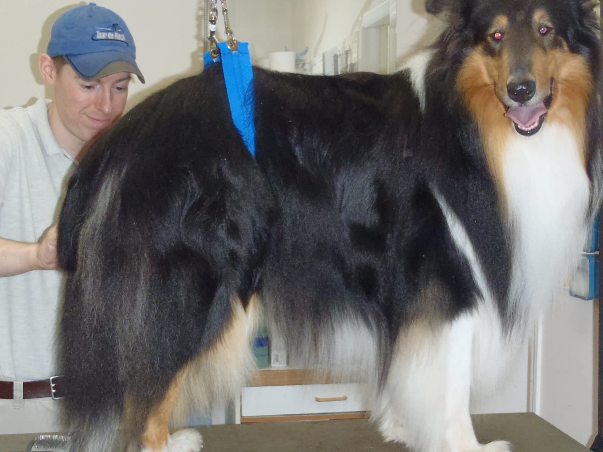 photo Thoughtful Paws