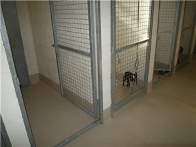 Abbey kennels outlet