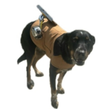 View Dog Duty’s Dalmeny profile