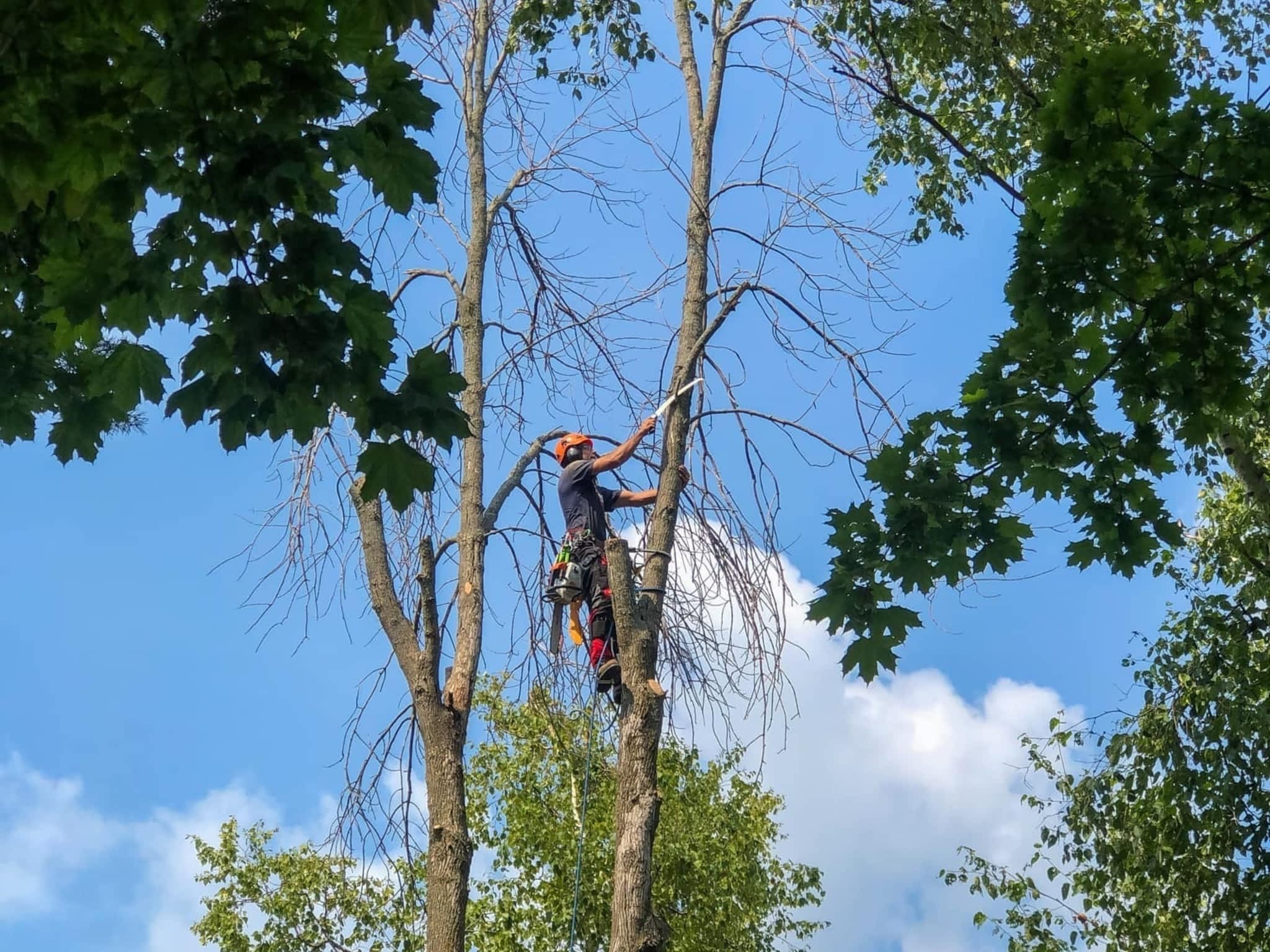 photo Twigs & Trunks