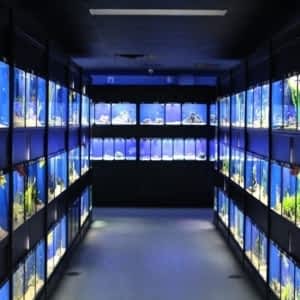 pisces pet emporium turtles