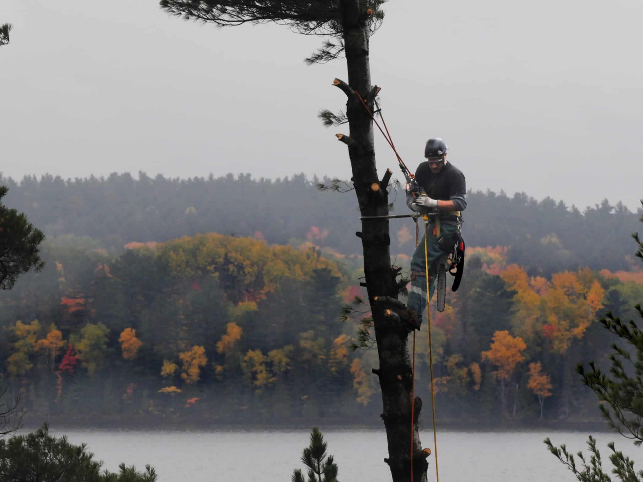 photo Upper Hand Tree Care