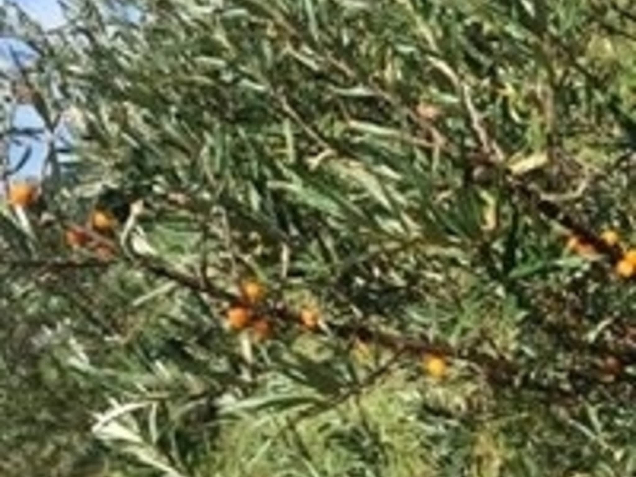 photo Labelle & L'Argousier