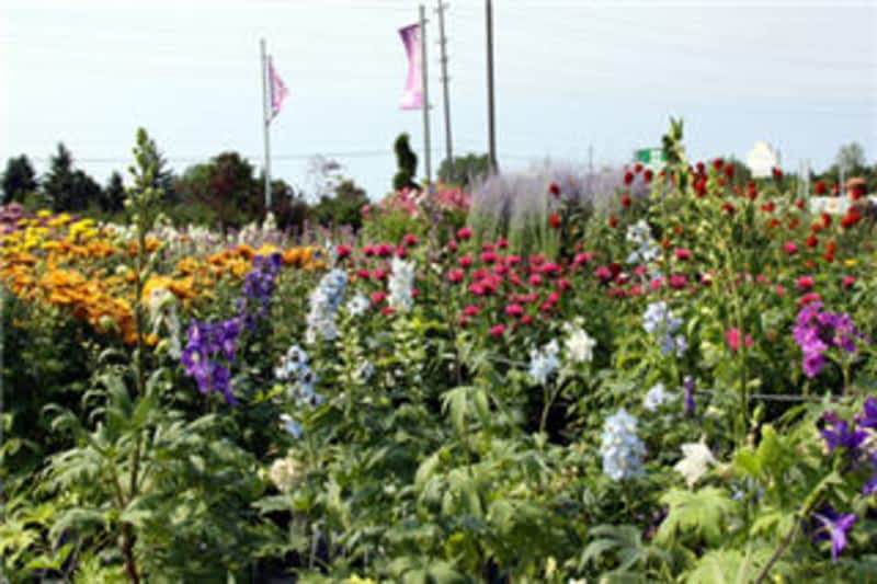 Vandermeer Nursery & Garden Centre - gingeryoungdesigns