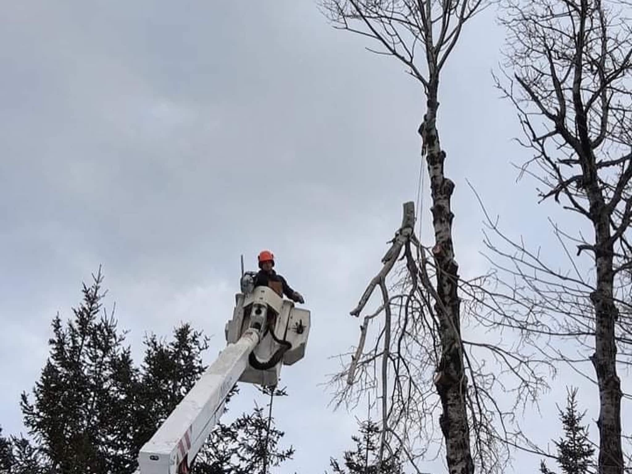 photo O'Blenes Trees & Services