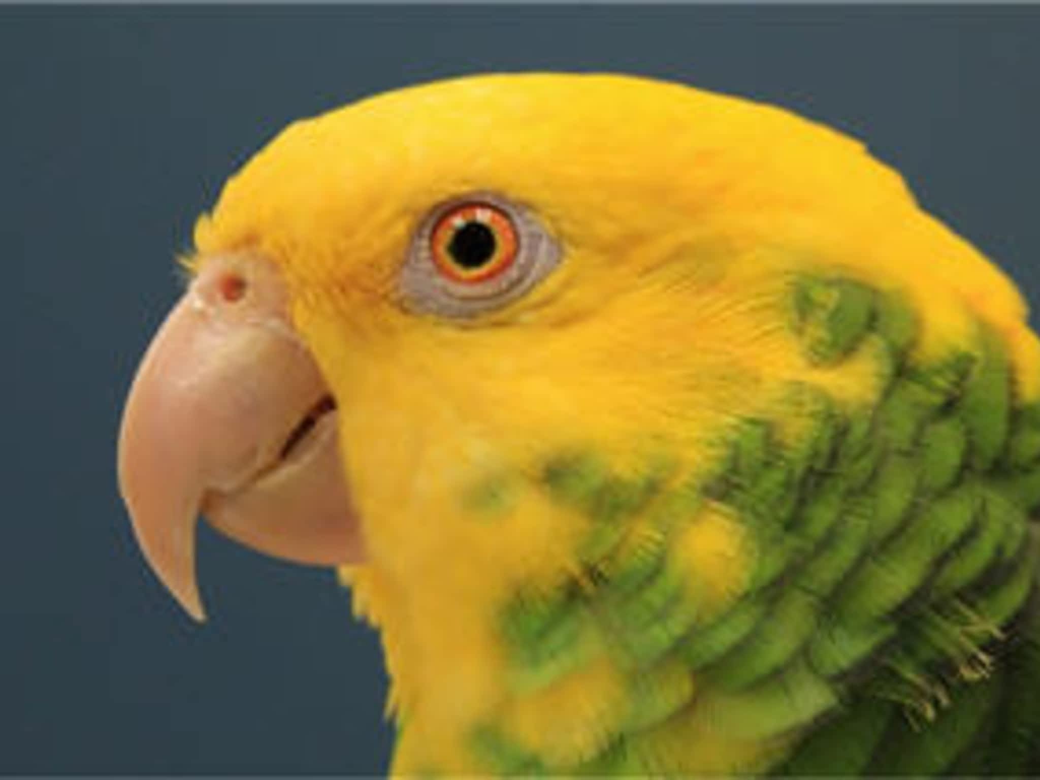 photo The Links Road Animal & Bird Clinic