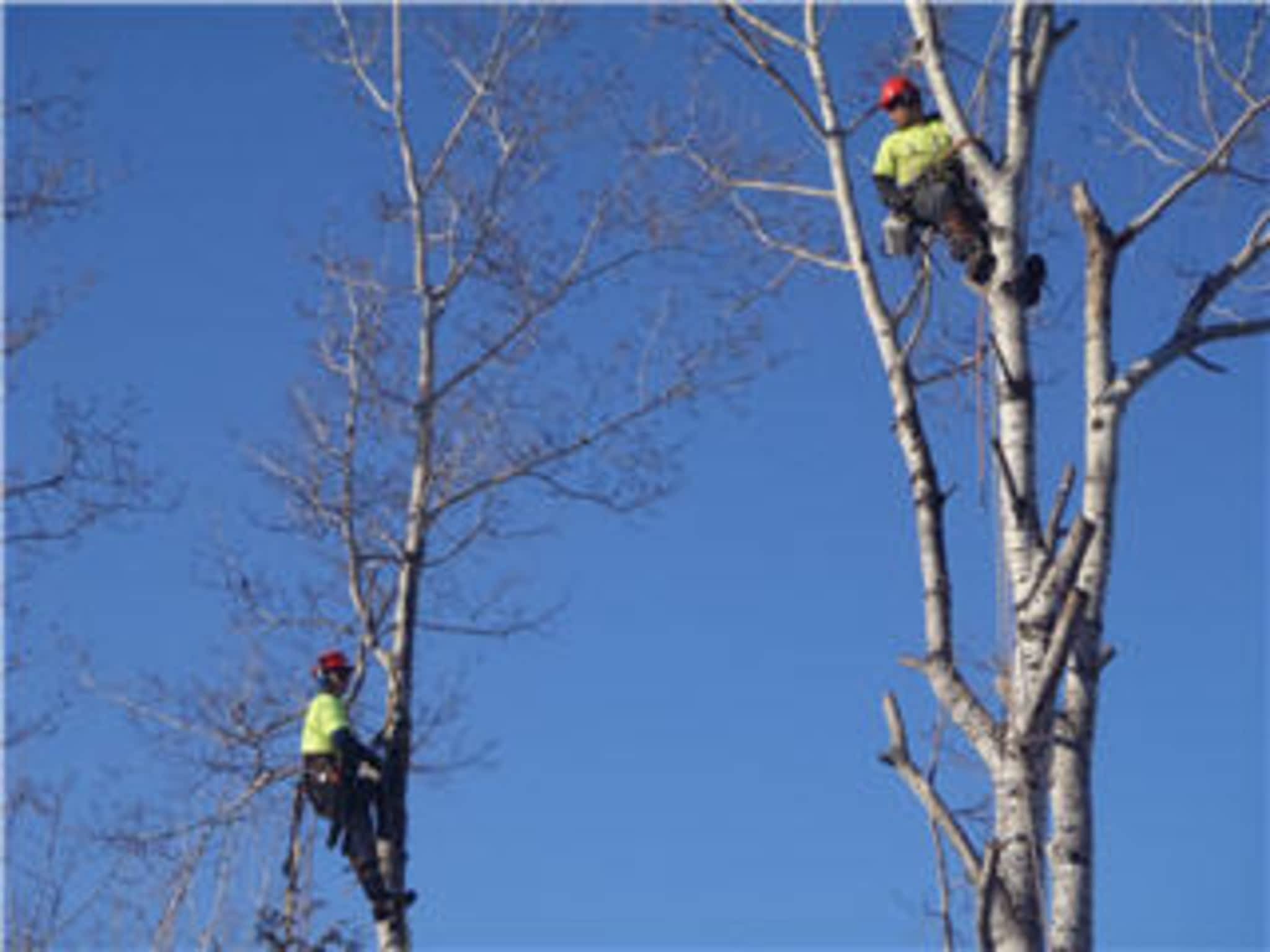 photo Arborworks Tree Service