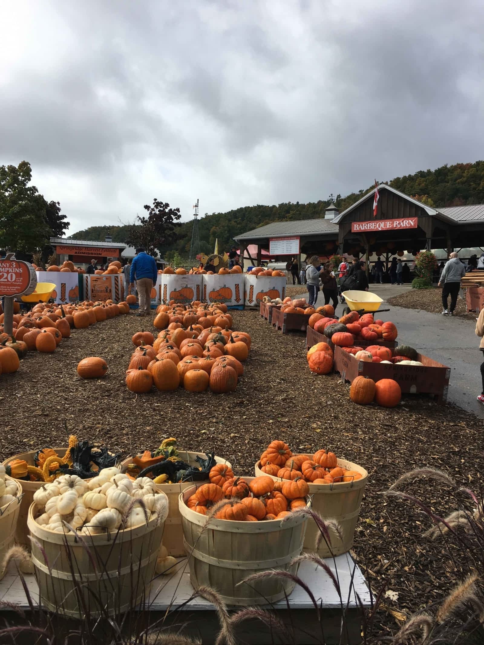 Springridge Farm Opening Hours 7256 Bell School Line, Milton, ON