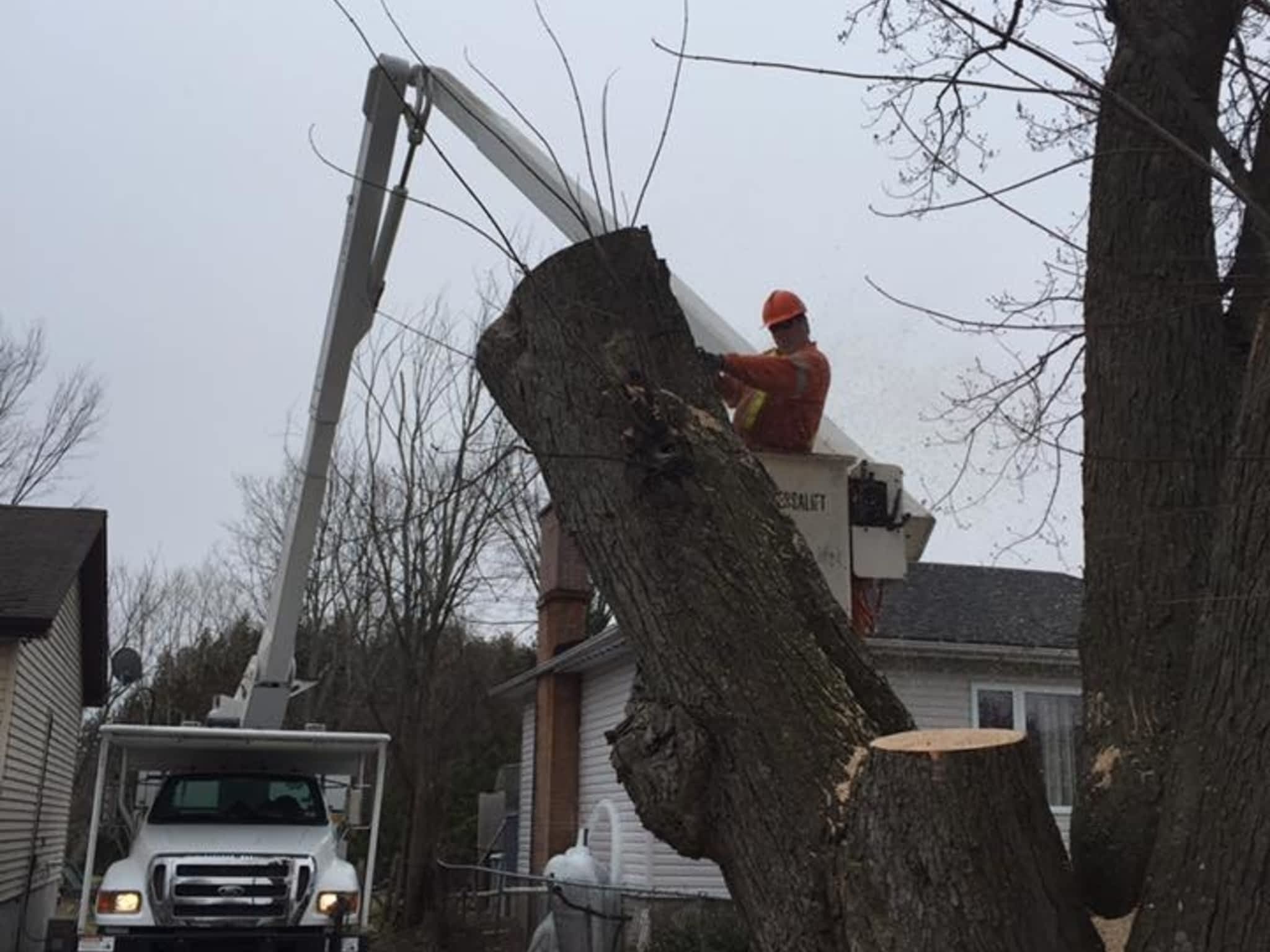 photo Timbertech Tree Care