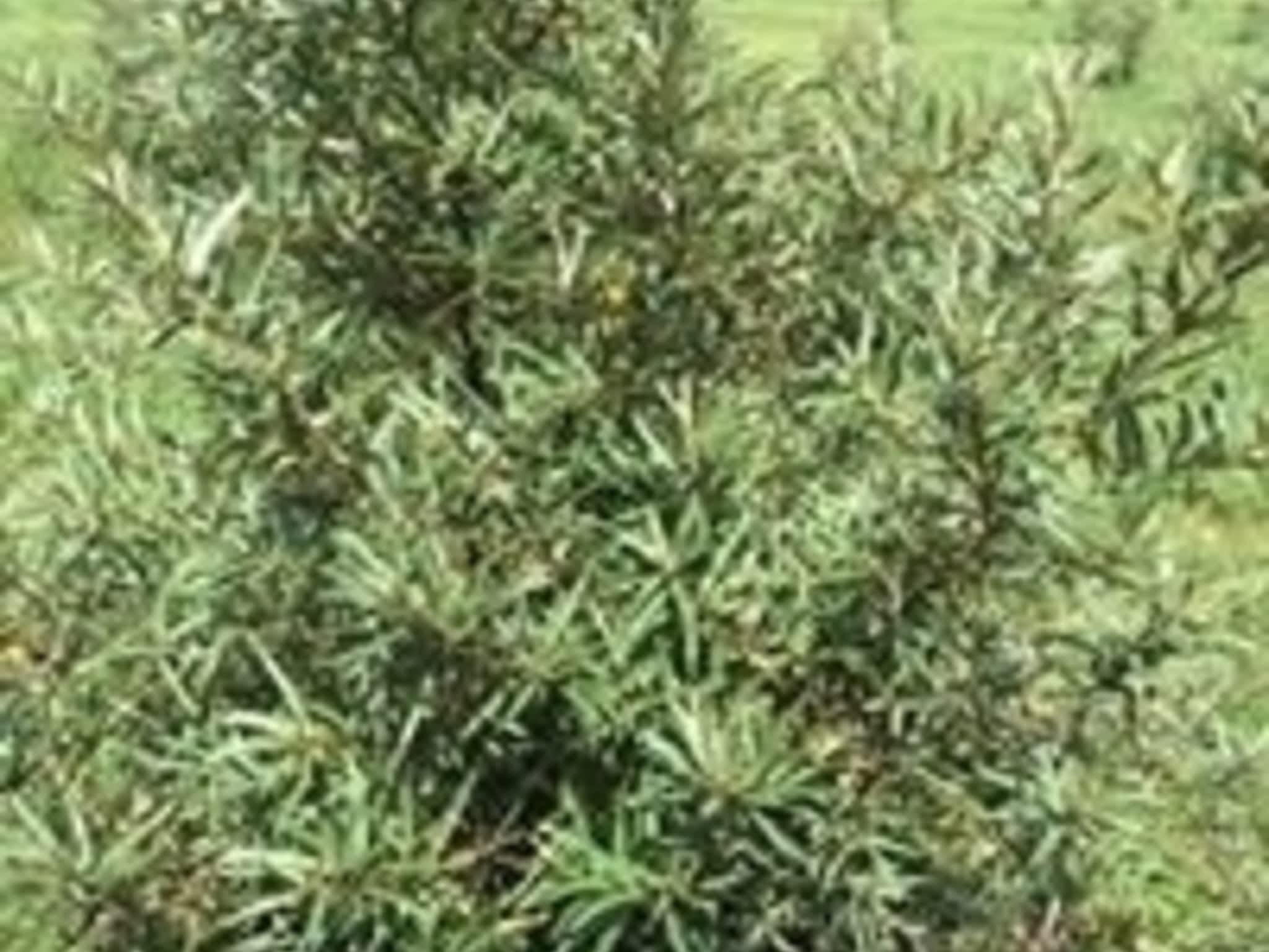 photo Labelle & L'Argousier