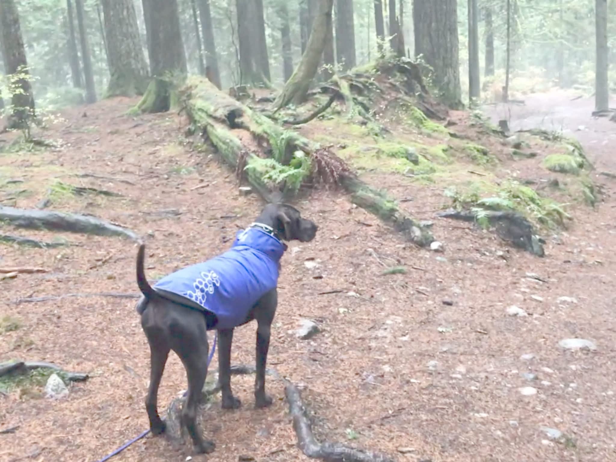 photo Cascadia Dog Training