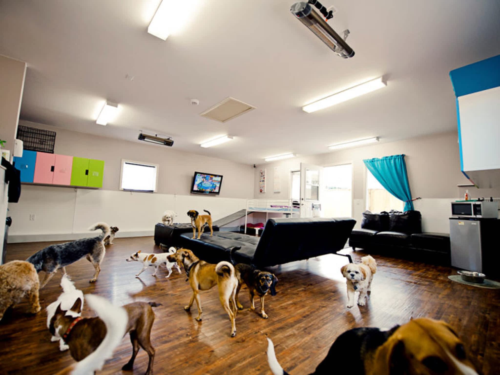 photo The Dog Patch Daycare Hotel & Spa
