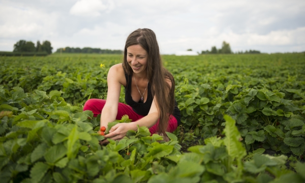 Farm fresh: A roundup of Edmonton’s top U-pick farms