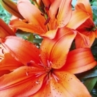 Dunbar Lawns And Gardens Ltd - Landscape Contractors & Designers