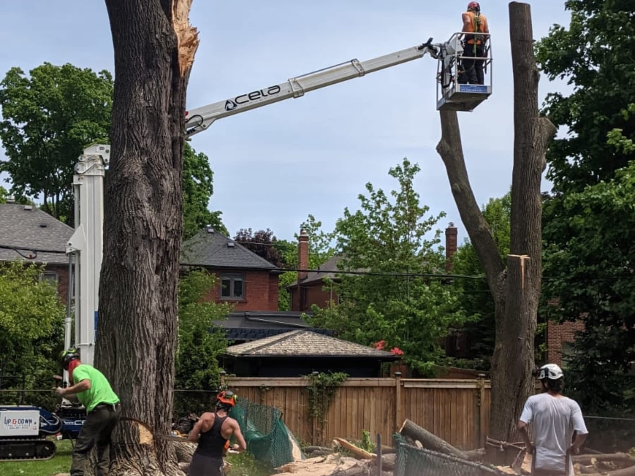 photo Toronto Tree Removal