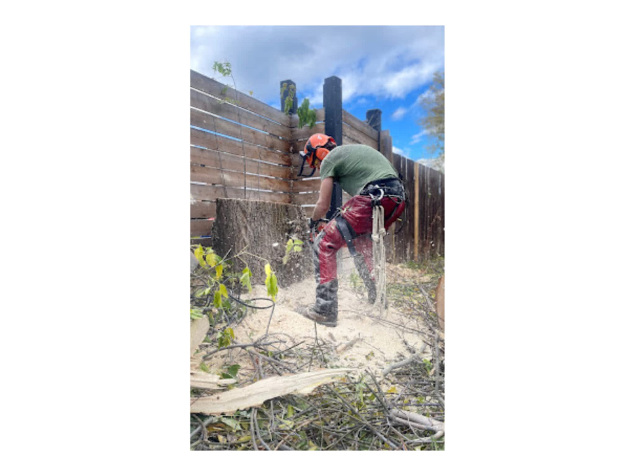 photo Western Arborist Services