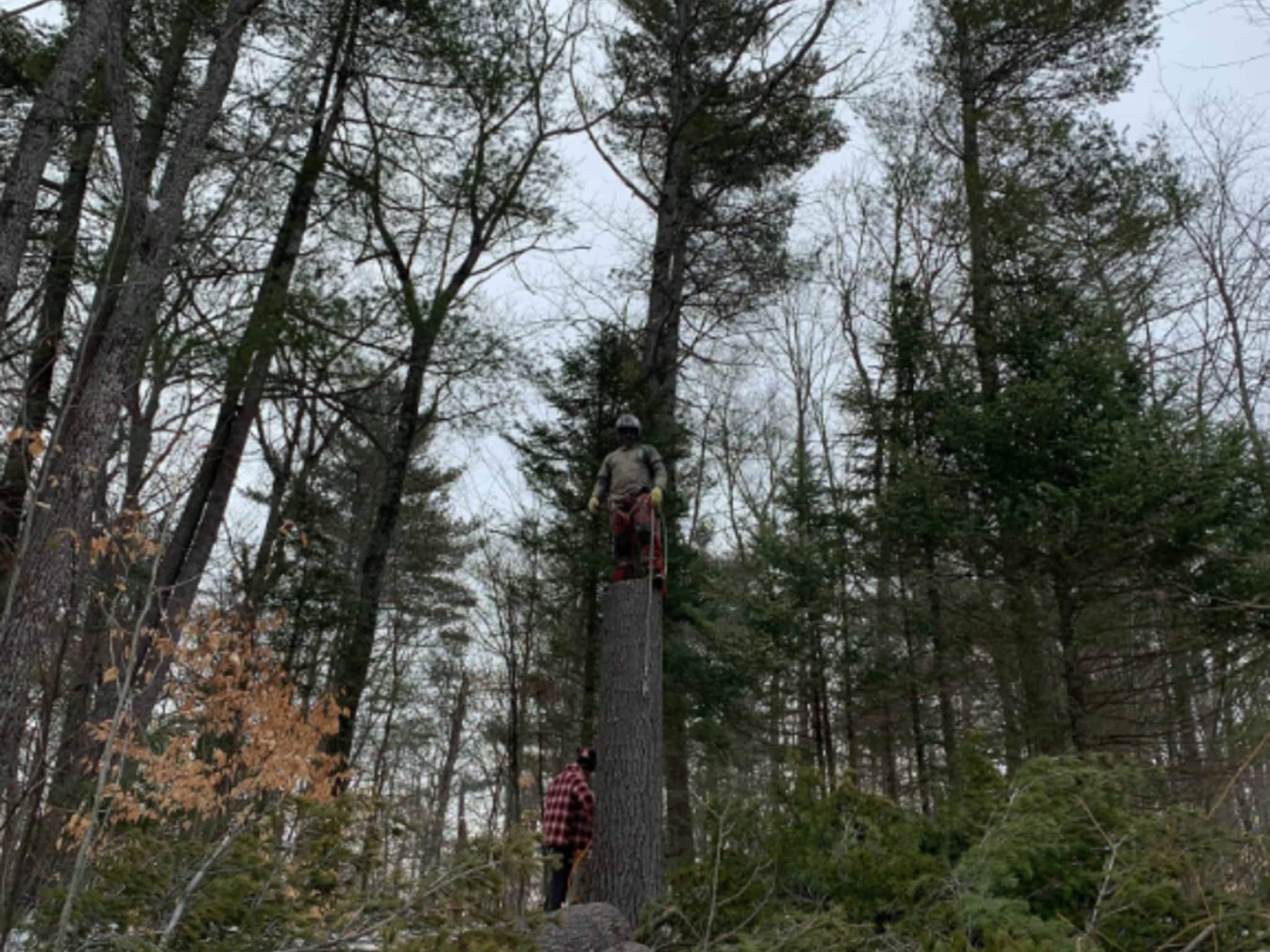 photo Arboriste Elite