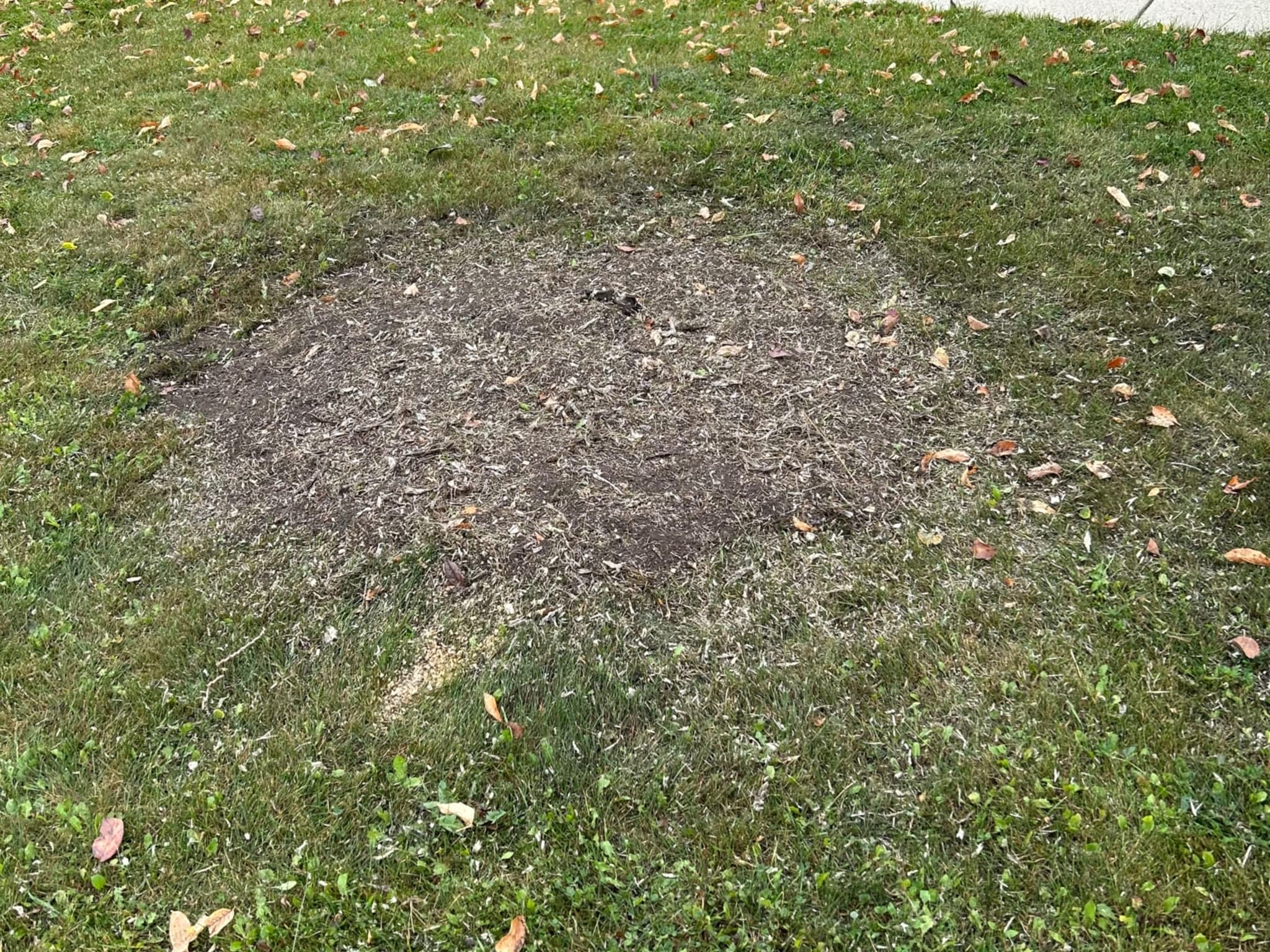 photo Grindpro tree stump grinding