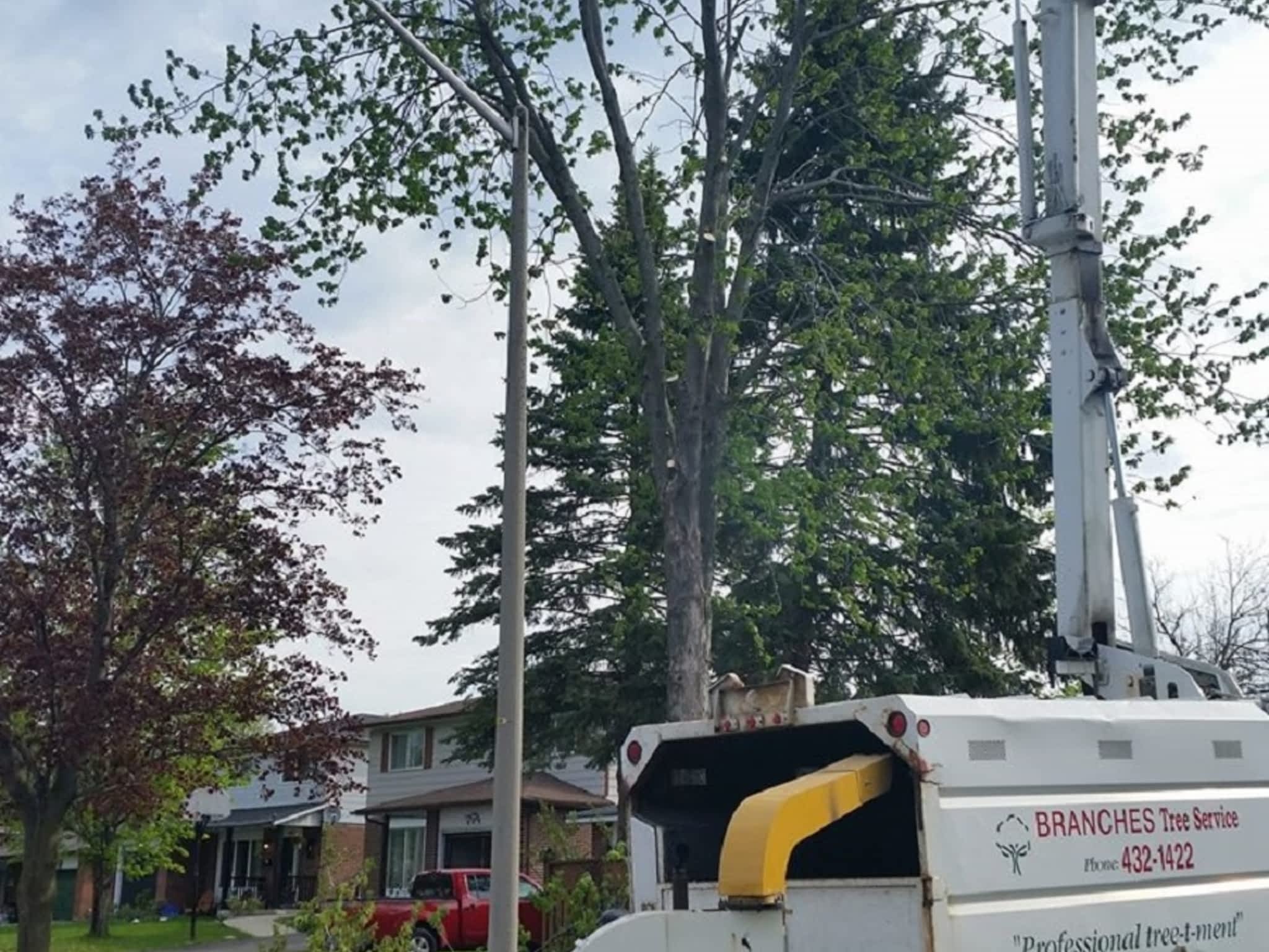 photo Branches Tree Service