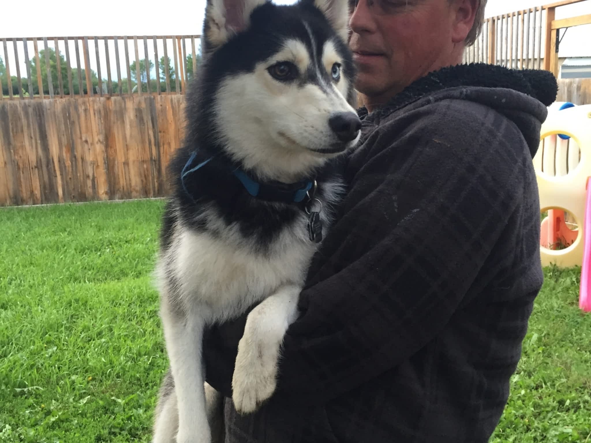 Country Home Kennels Canpages