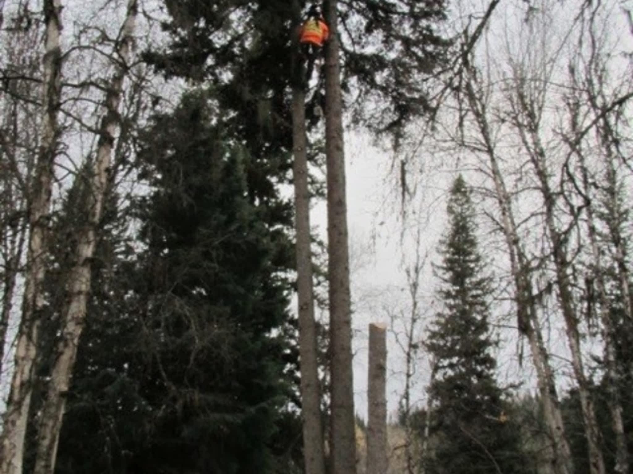 photo Bednesti Tree Services Inc
