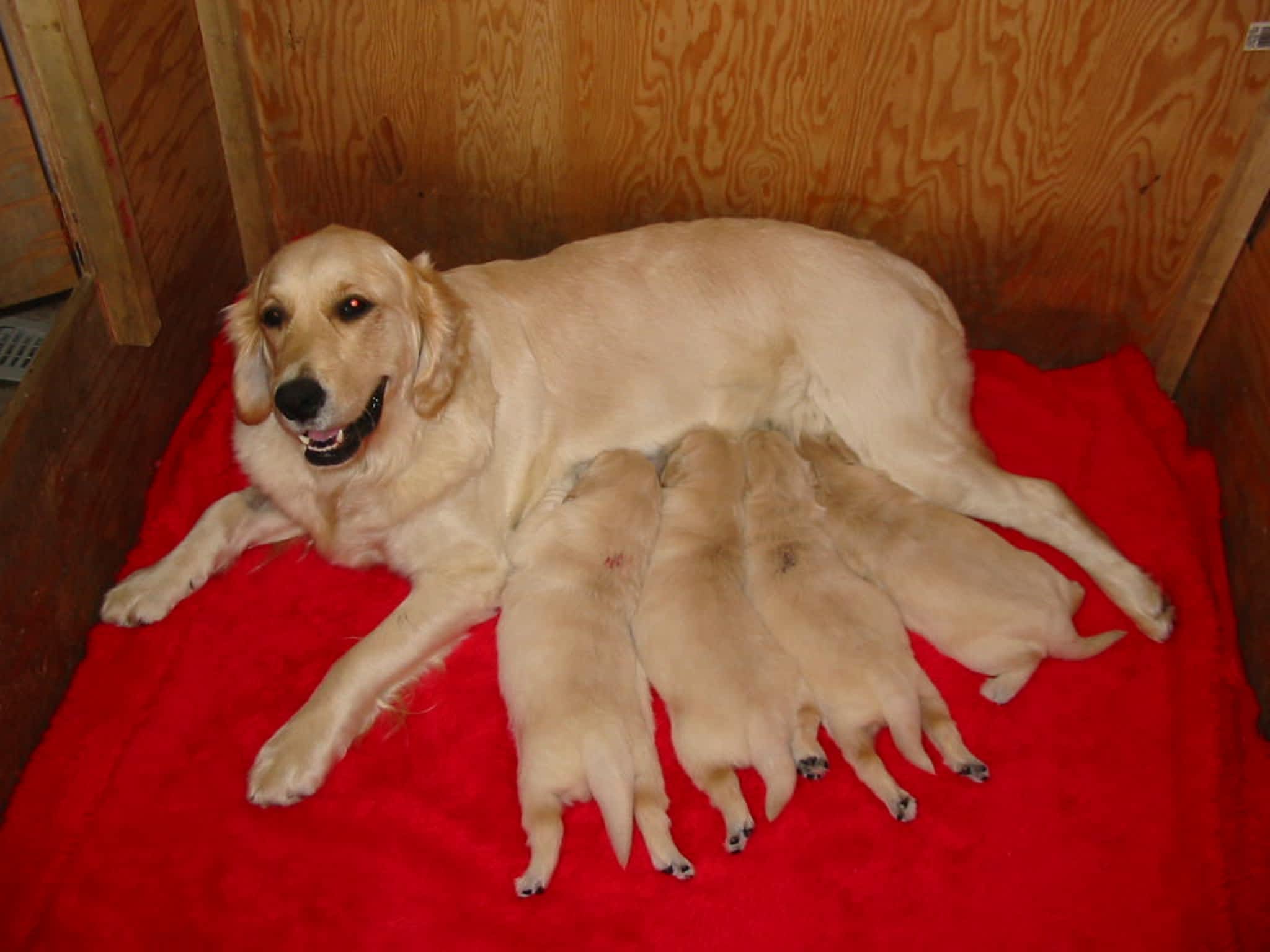 photo Goldenfield Kennel