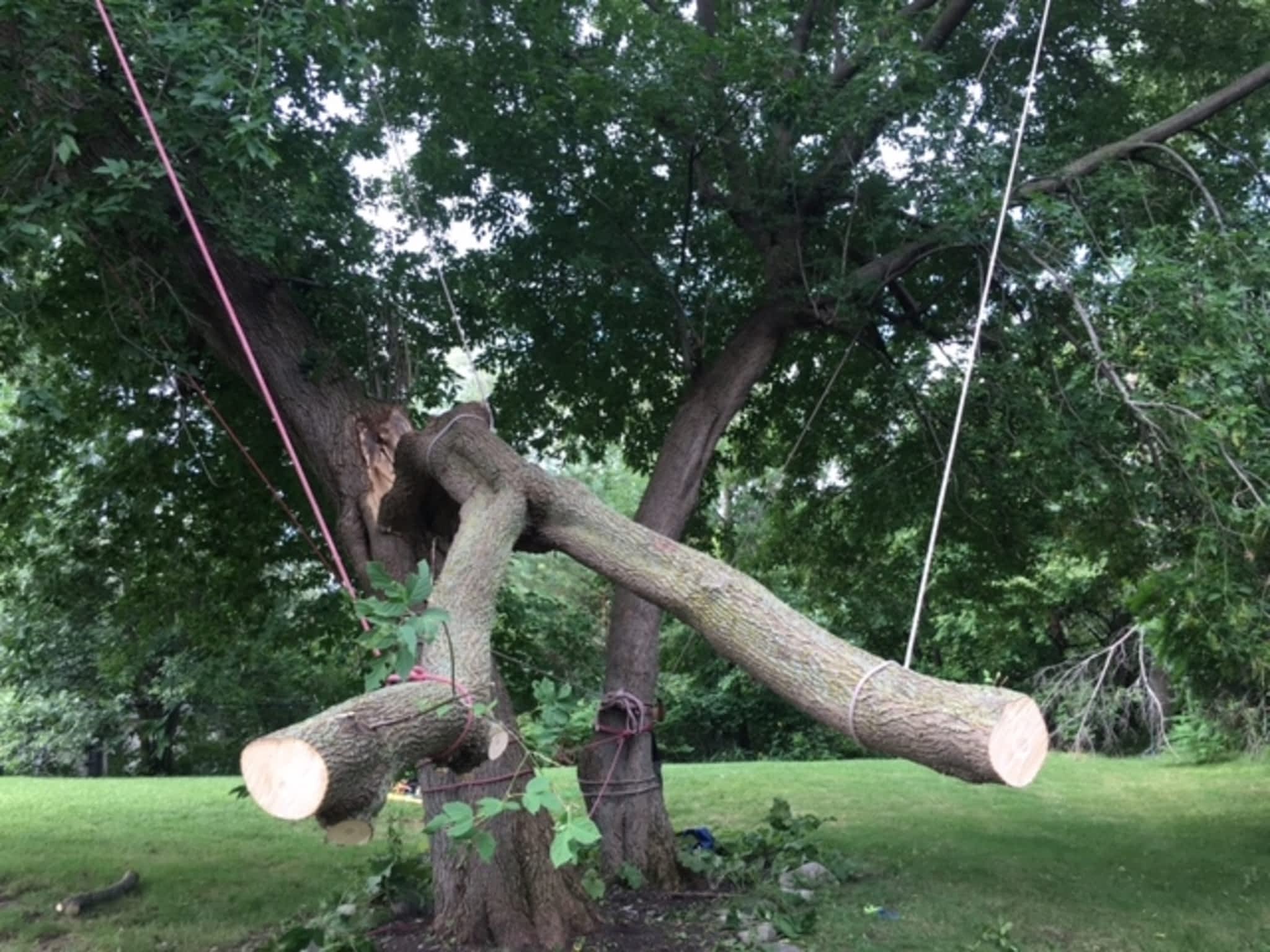 photo Deep Roots Quality Tree Services