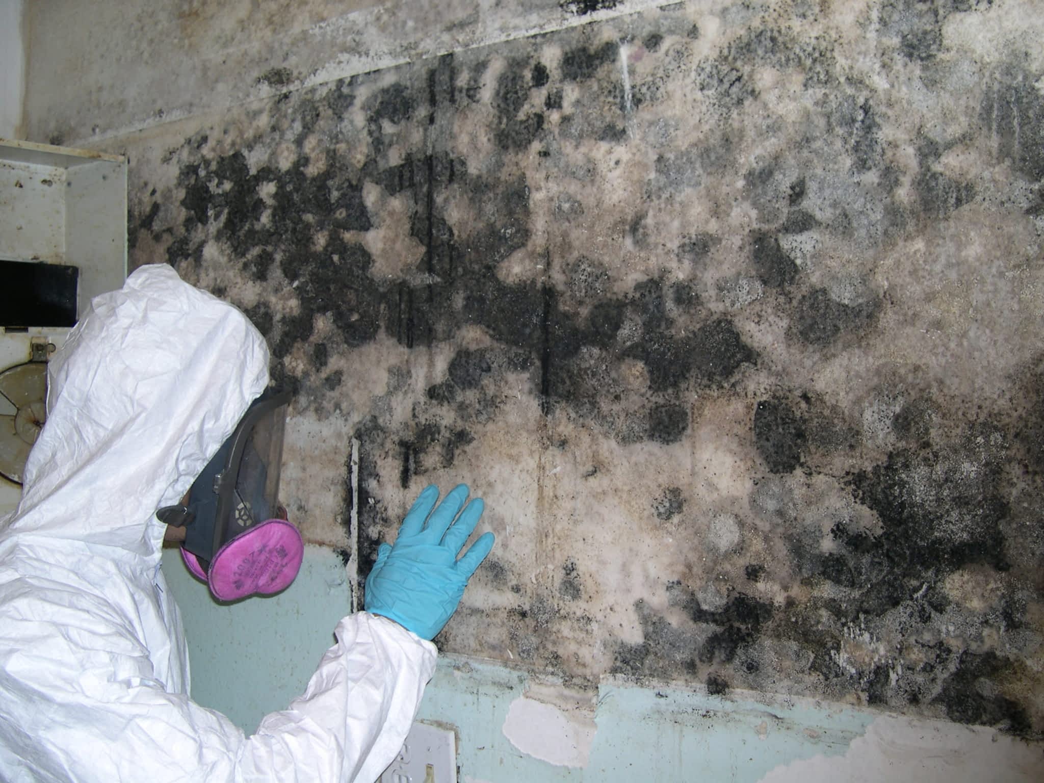 photo Mold Experts