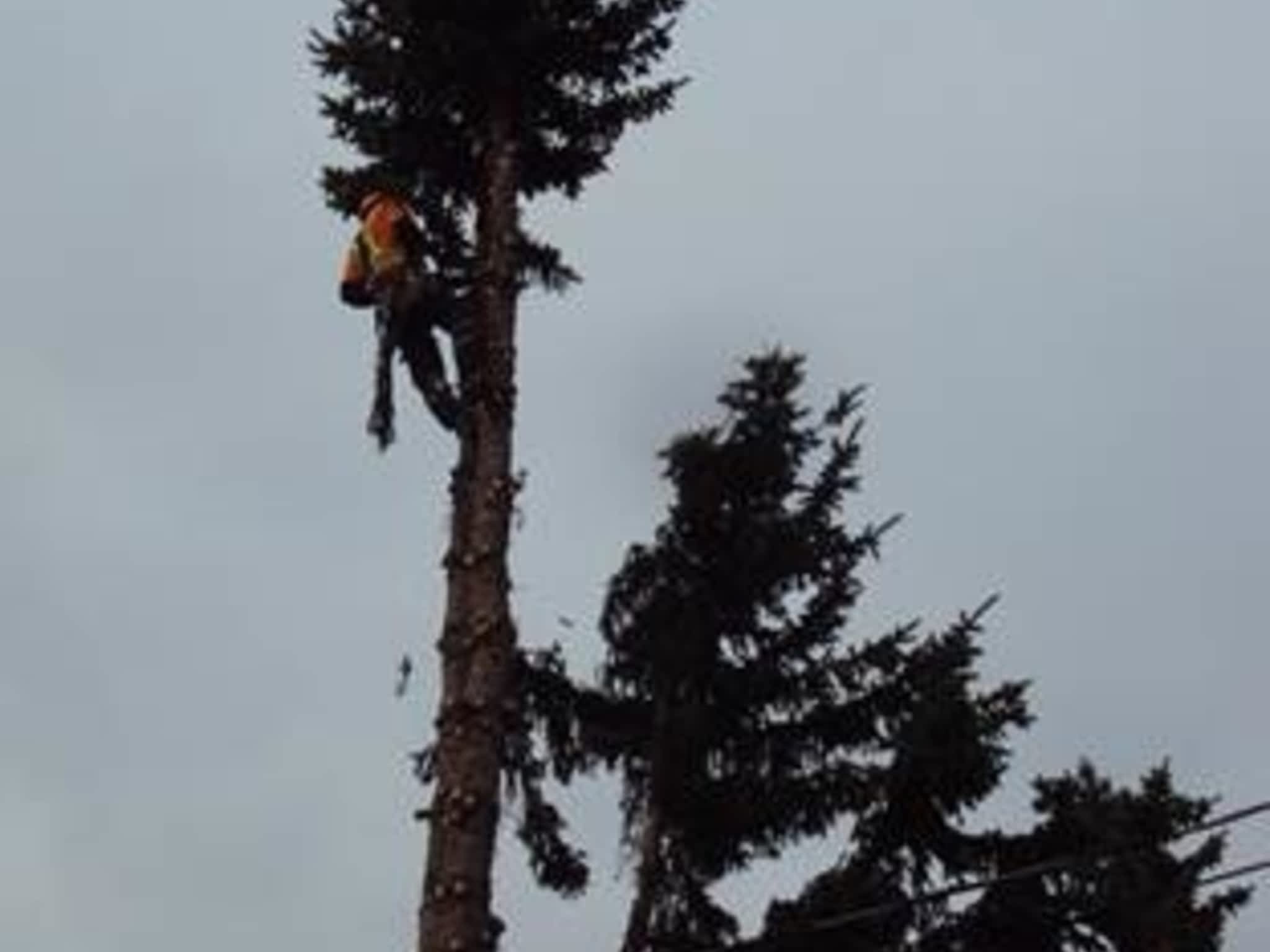 photo Alberta's Finest Tree Service
