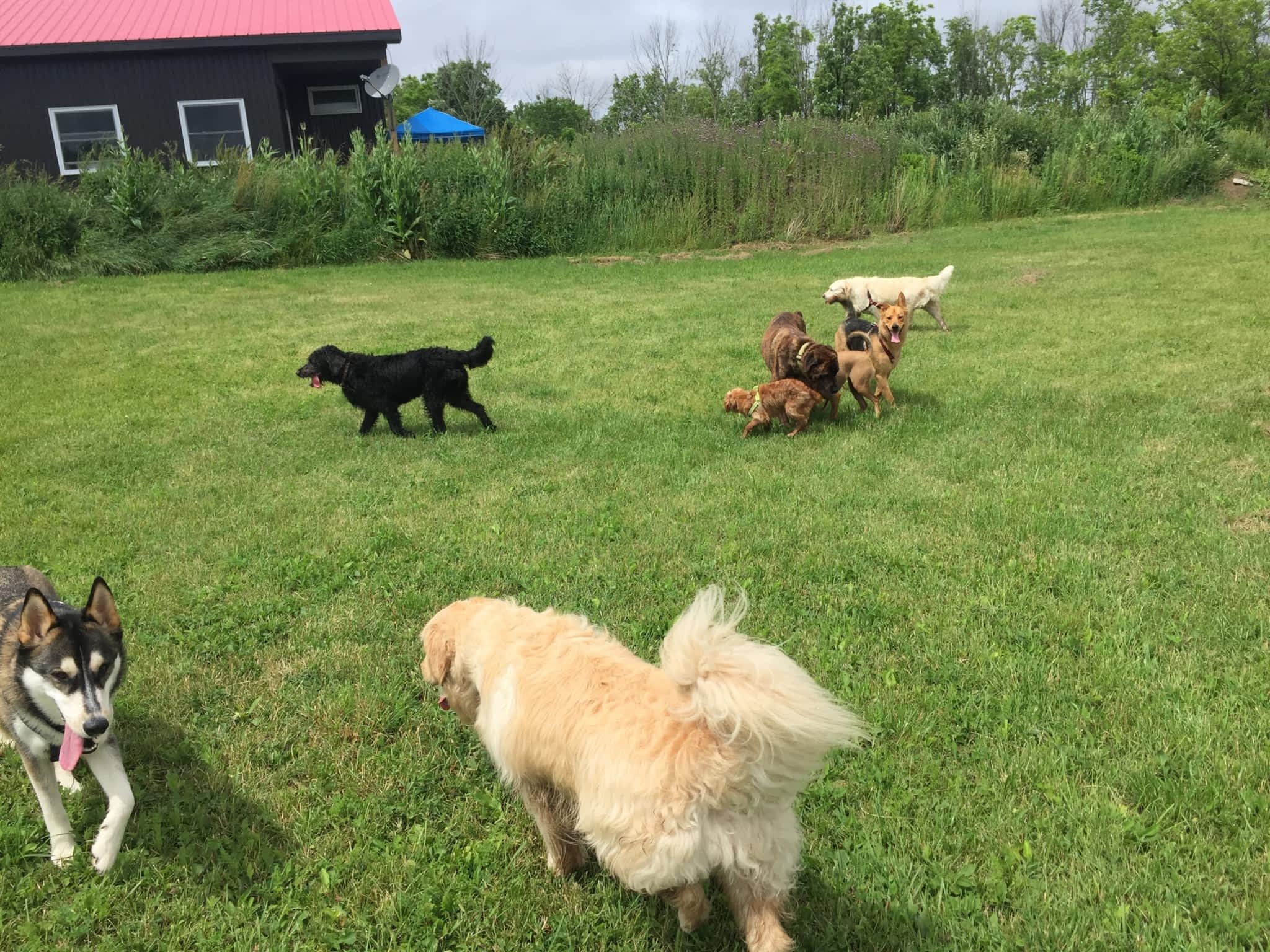 photo Tail Waggin' Dog Ranch Inc