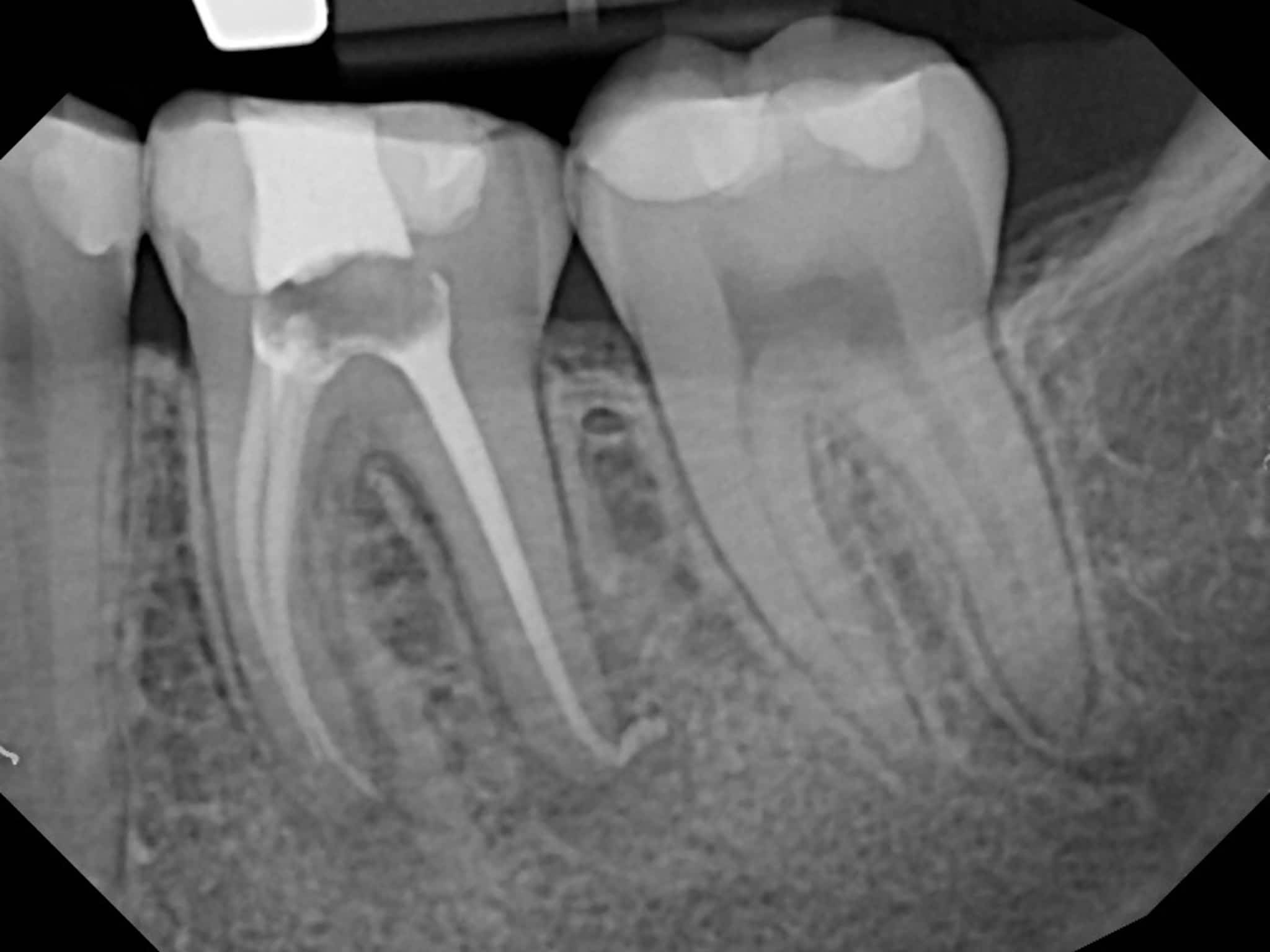 photo Dr. Elie M. Wolfson
