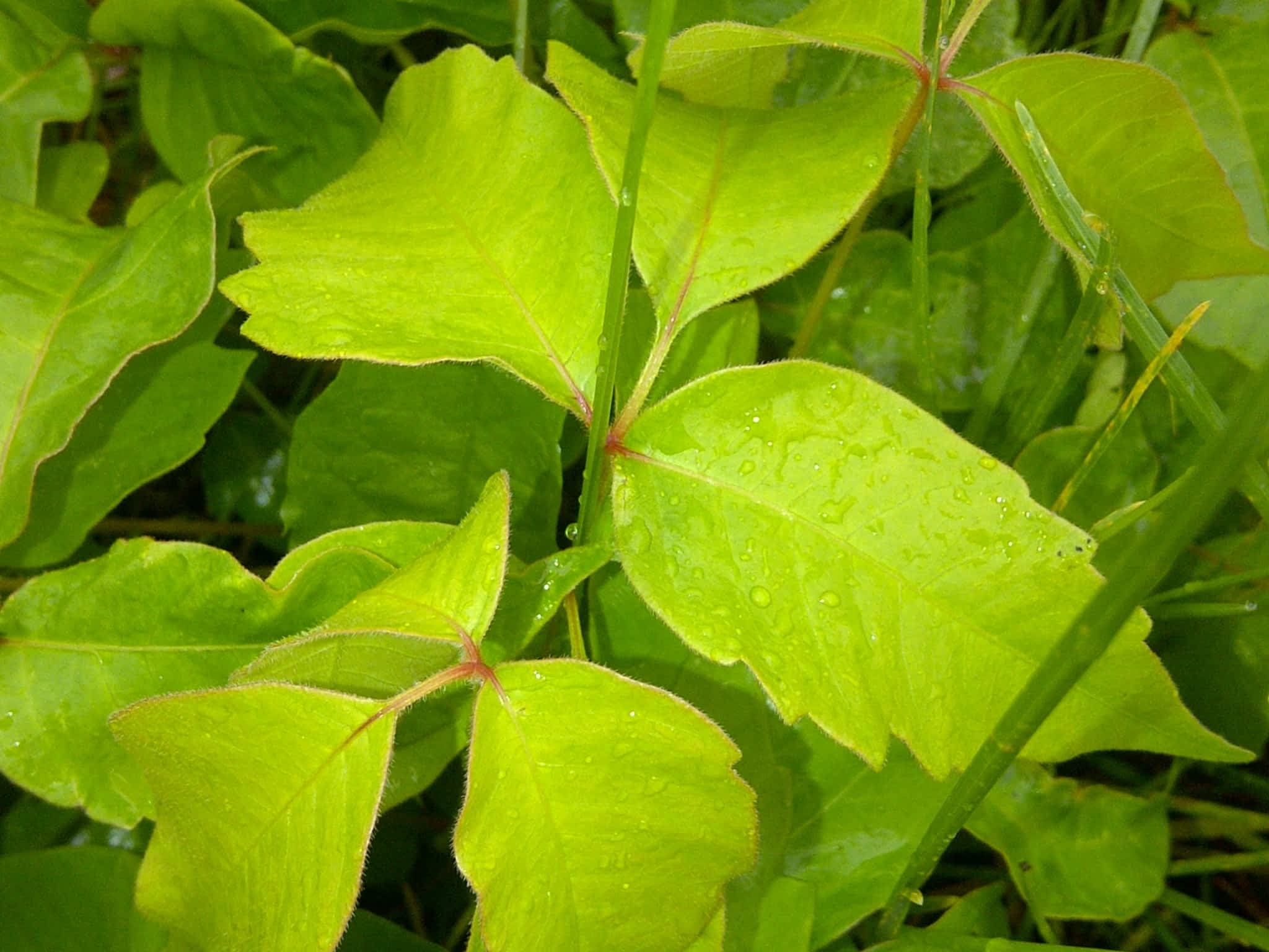 photo Wagar & Corput Weed Control Inc