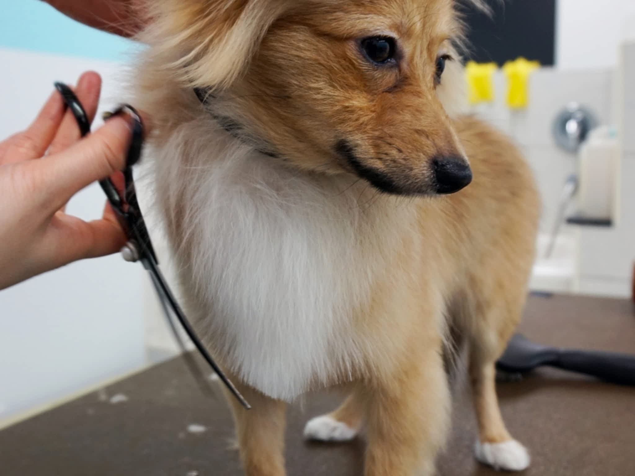 photo Poochies Paradise Grooming House