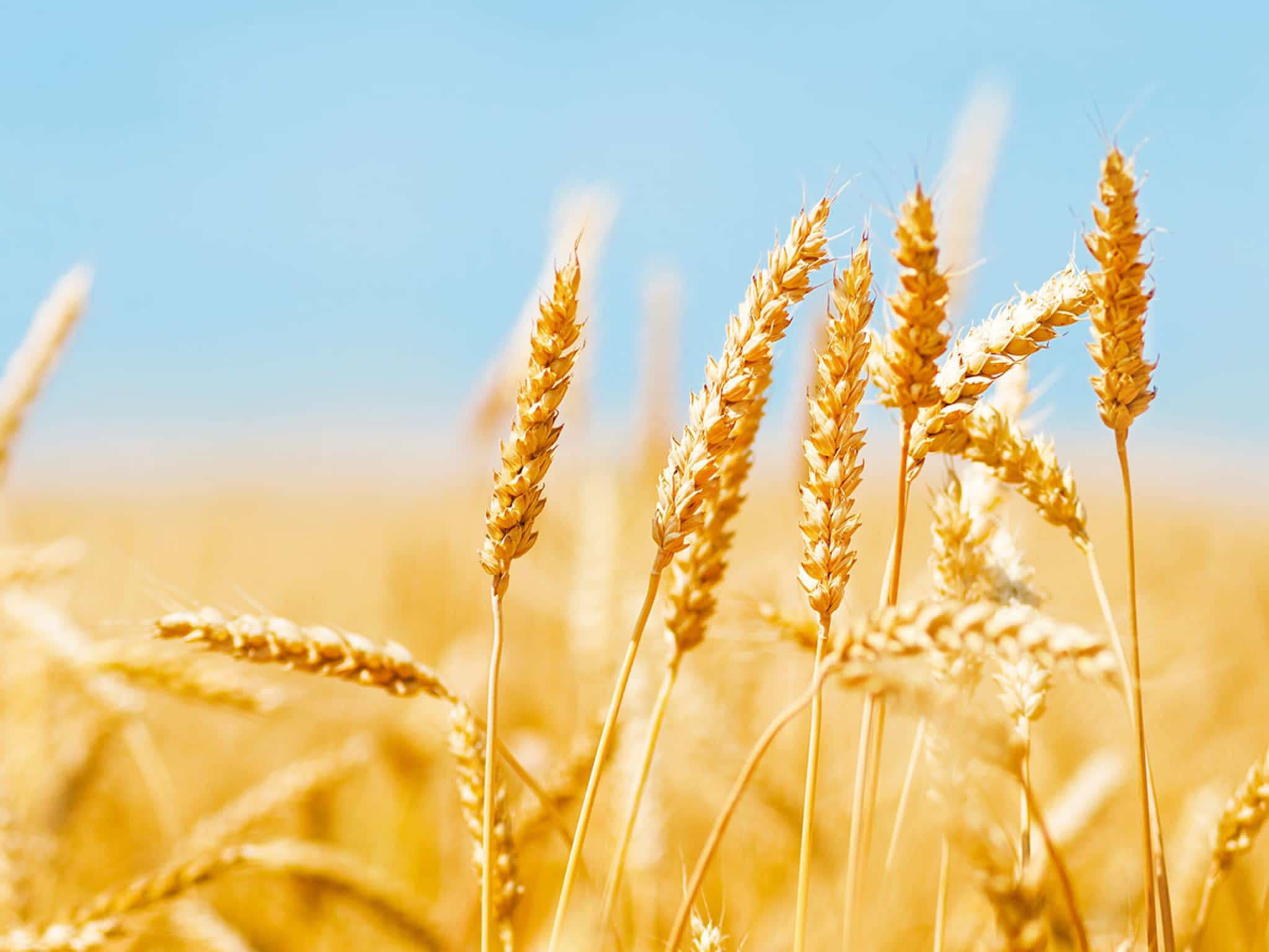 Purity Feed Farm & Garden Centre Kamloops, BC 471 Okanagan Way