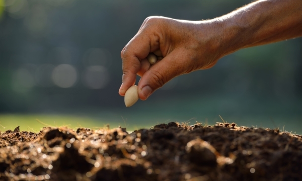 Get growing: Where to find seeds and bulbs in Calgary