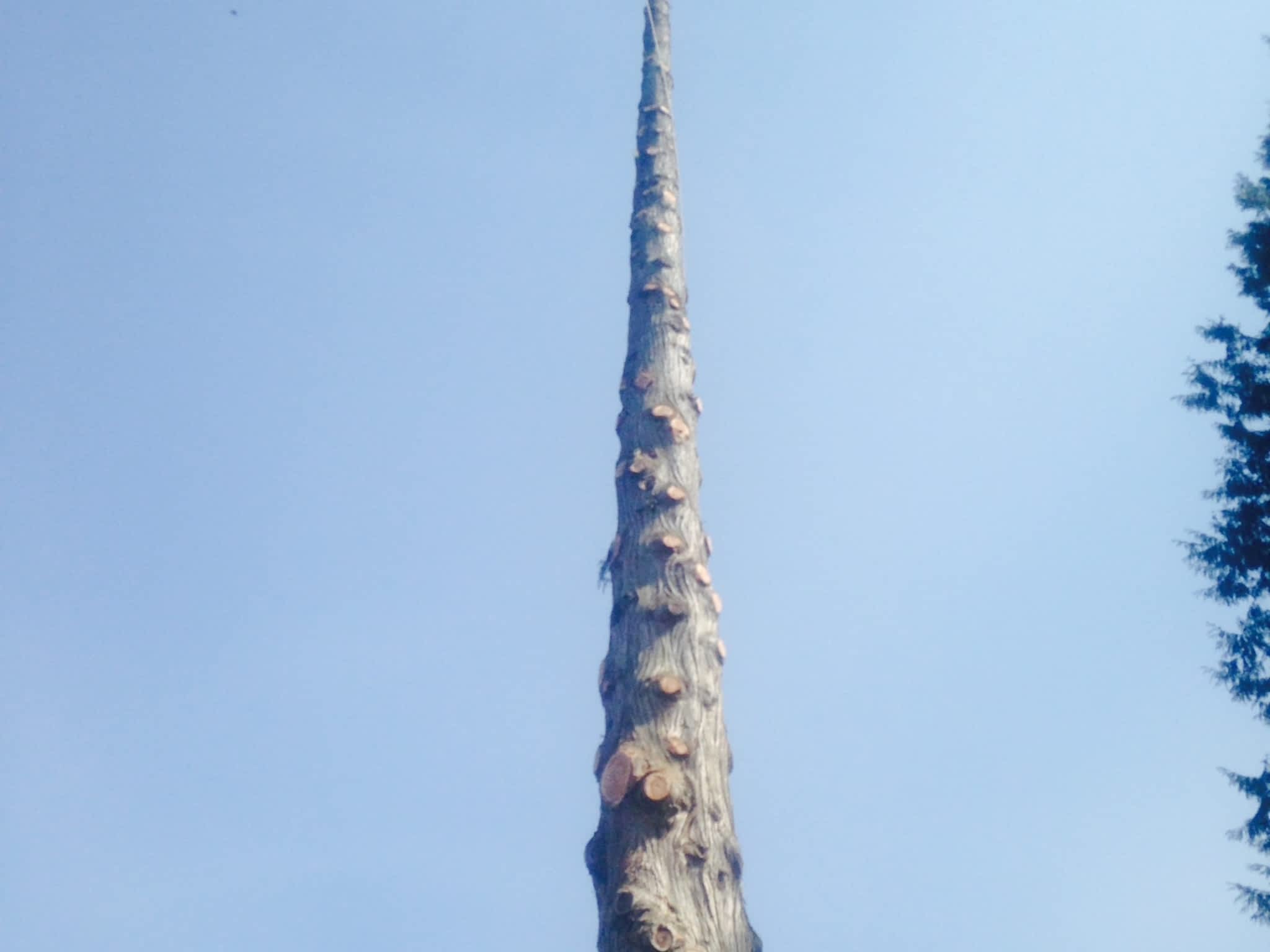 photo Moncton Tree Service