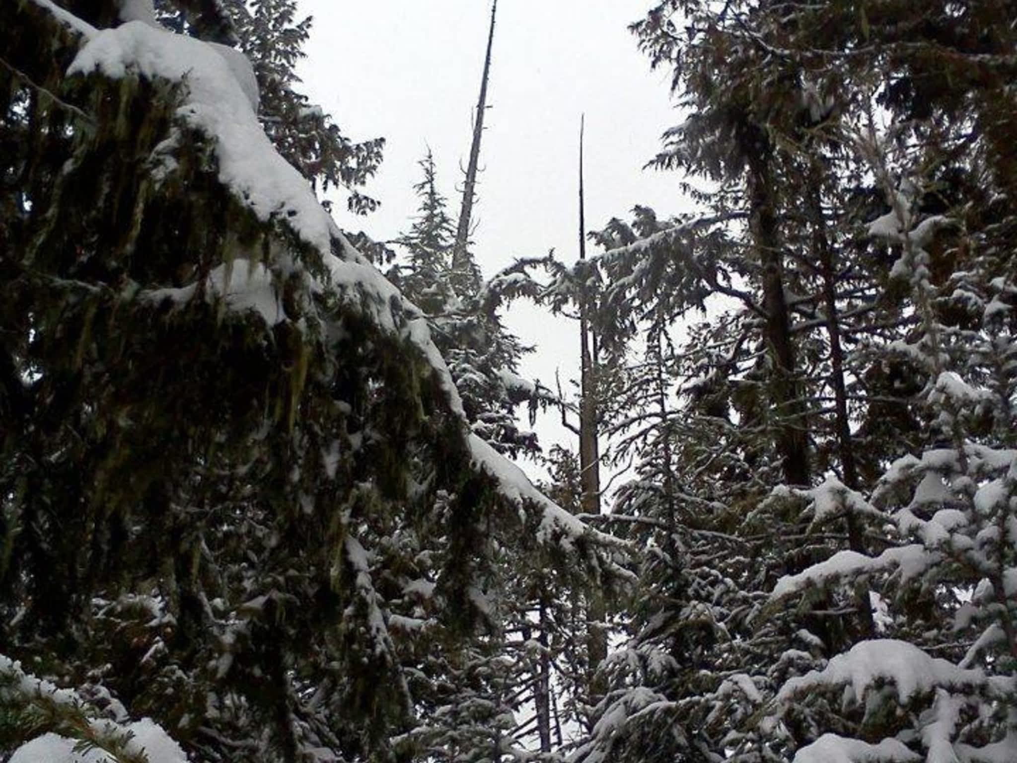 photo Progressive Tree Service