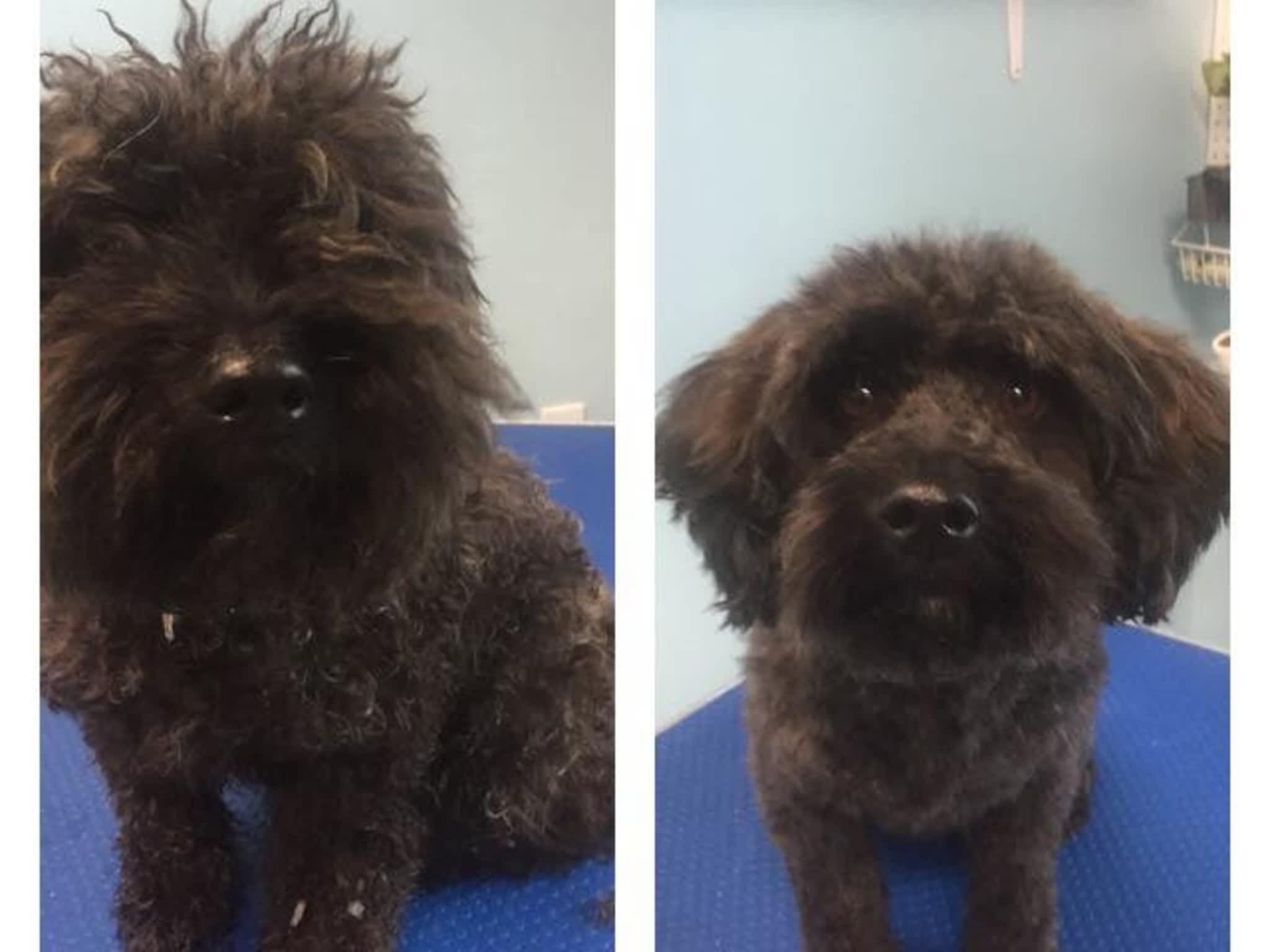 photo Wizard of Pawz Dog Grooming