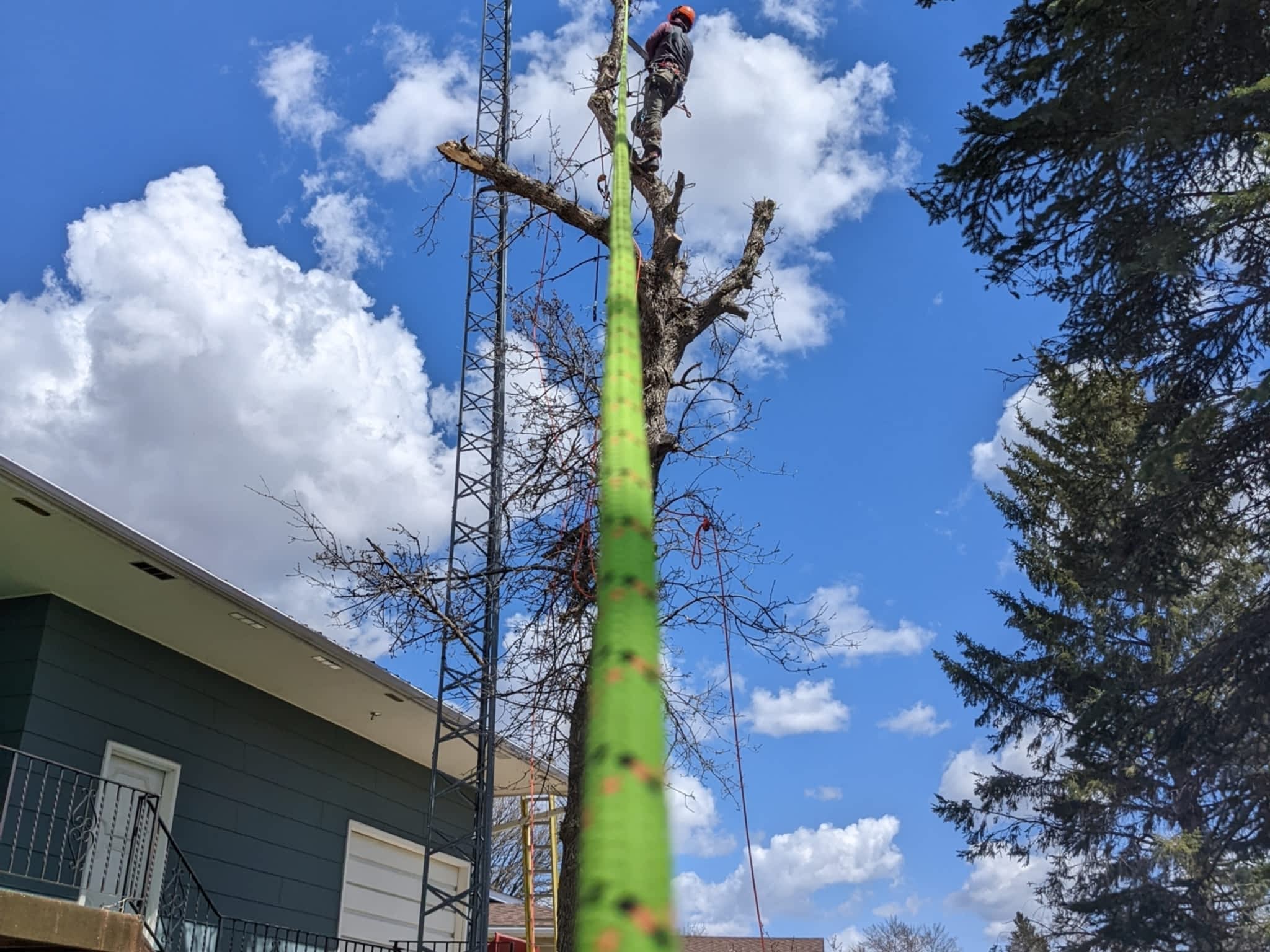 photo Shamrock Tree Services