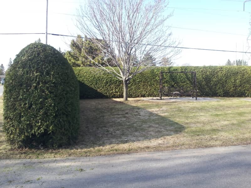 Francis Cedar Hedge Trimming Navan, ON