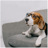 Voir le profil de Paradis canin Kim Blackburn - Wickham