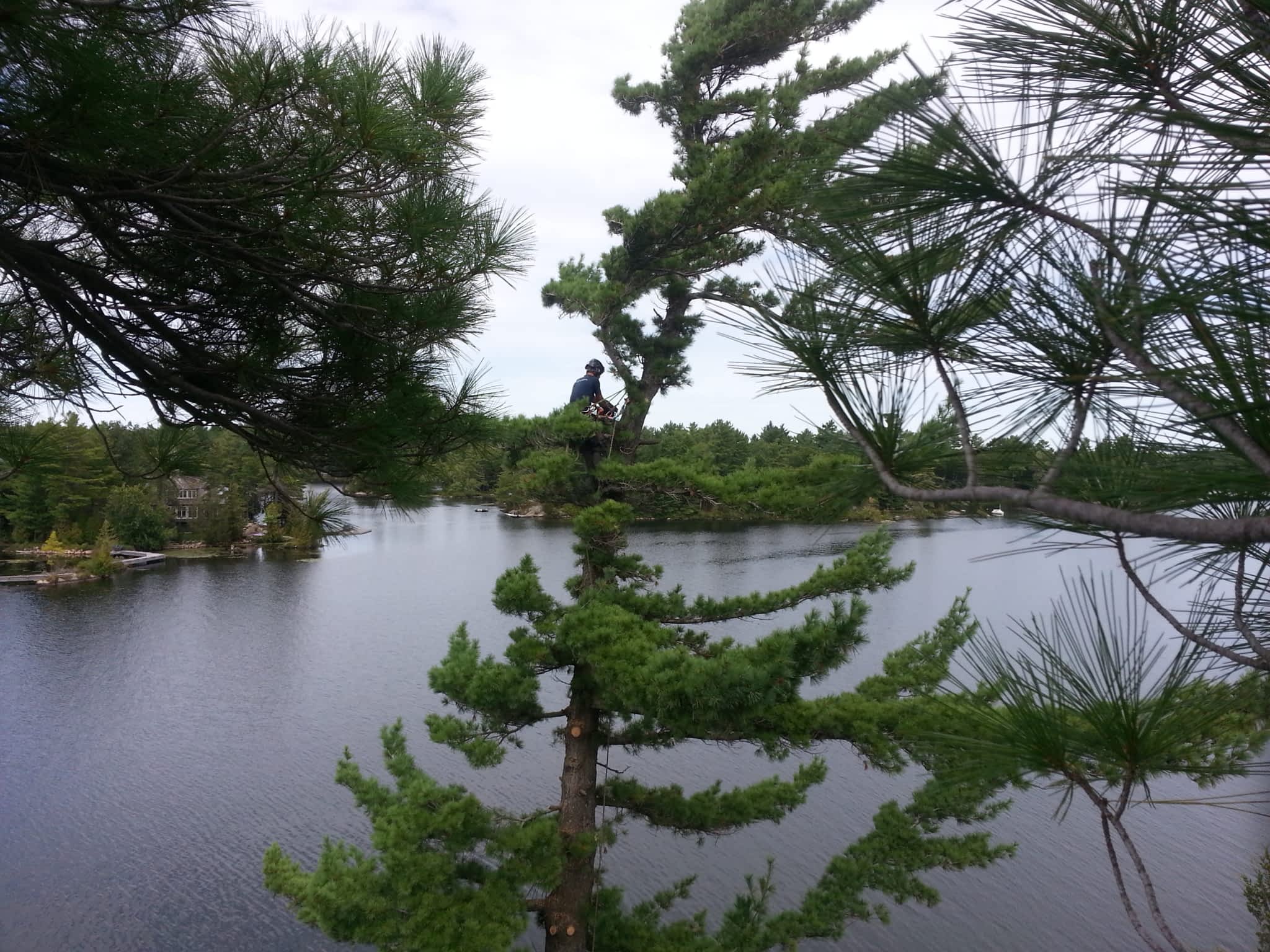 photo Logan Tree Experts