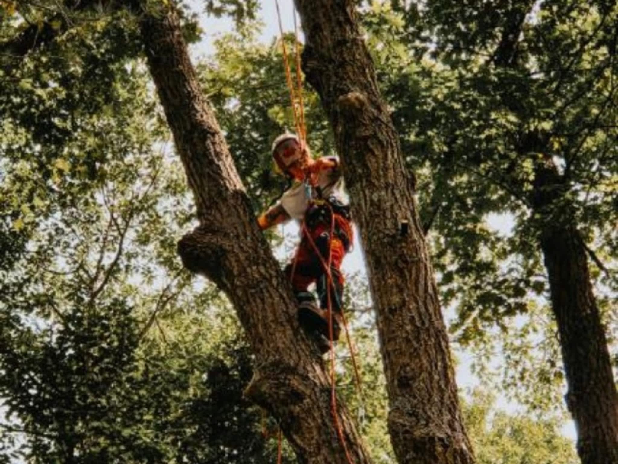 photo Andovic Tree Services