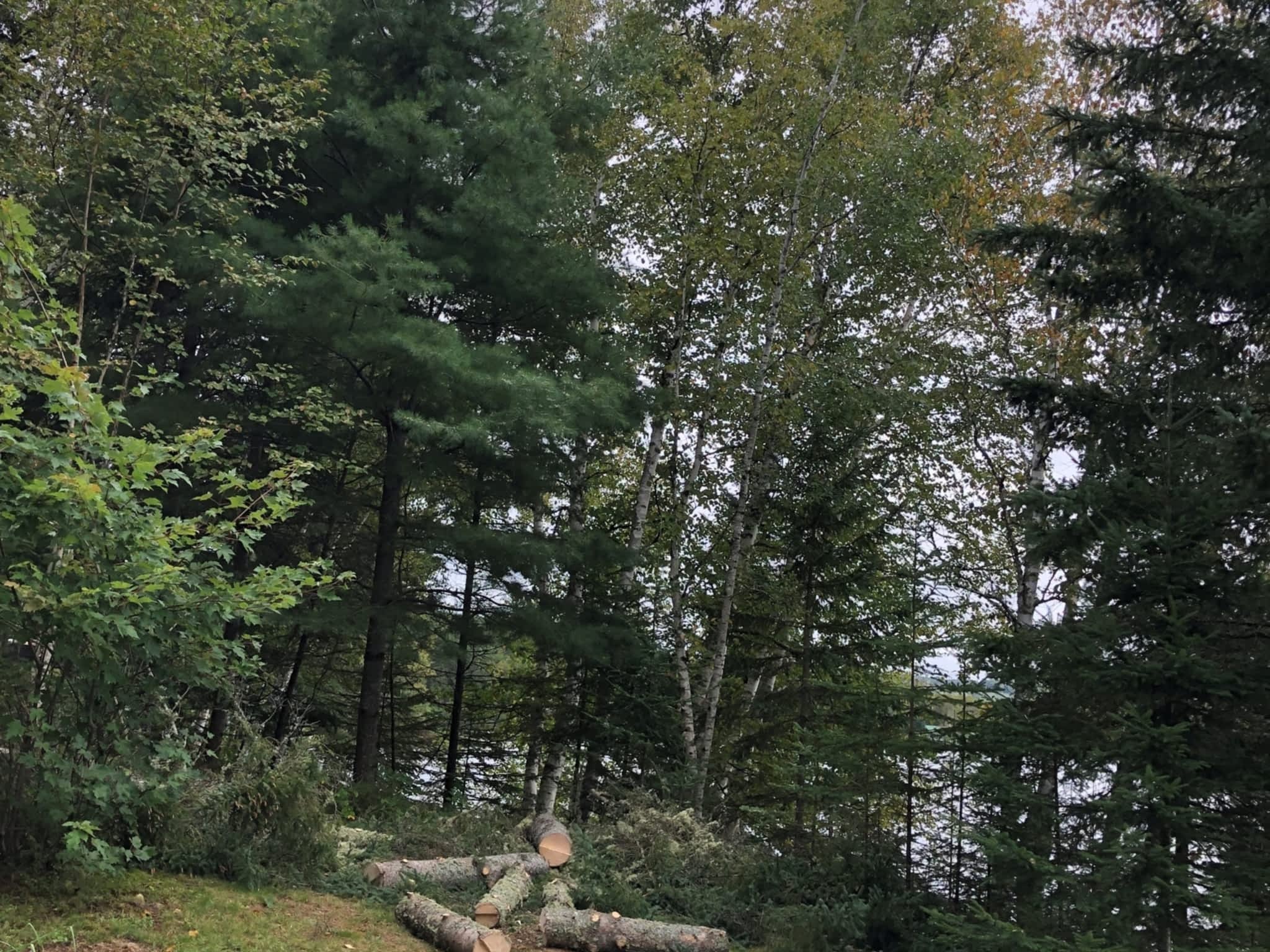 photo Arbo-douceur inc