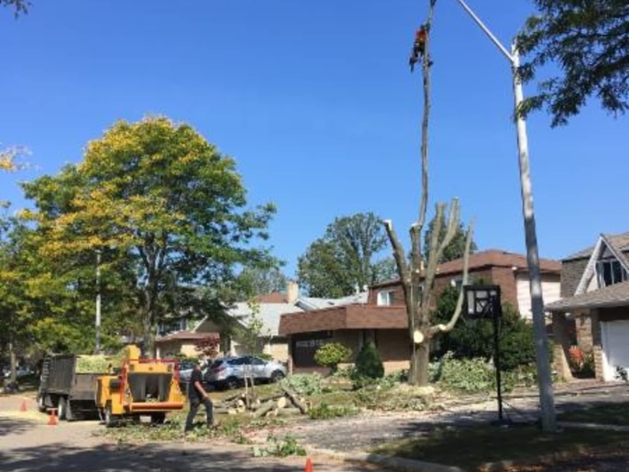 photo Ultimate Tree Care & Removals