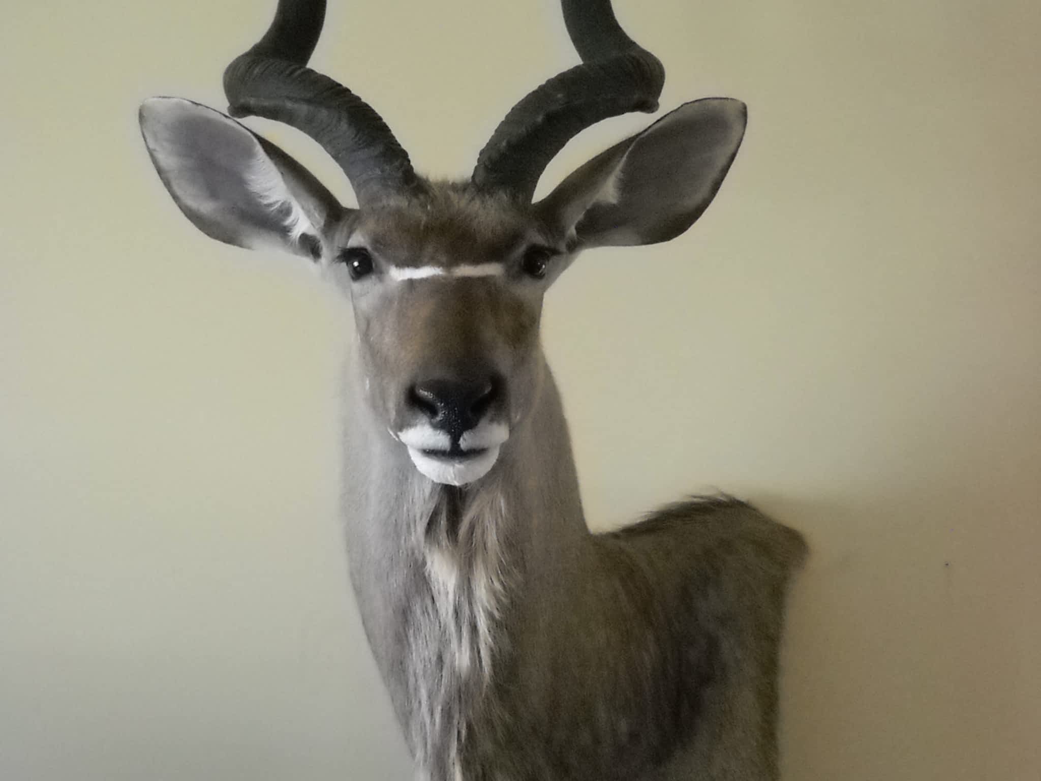 photo Extreme Taxidermy