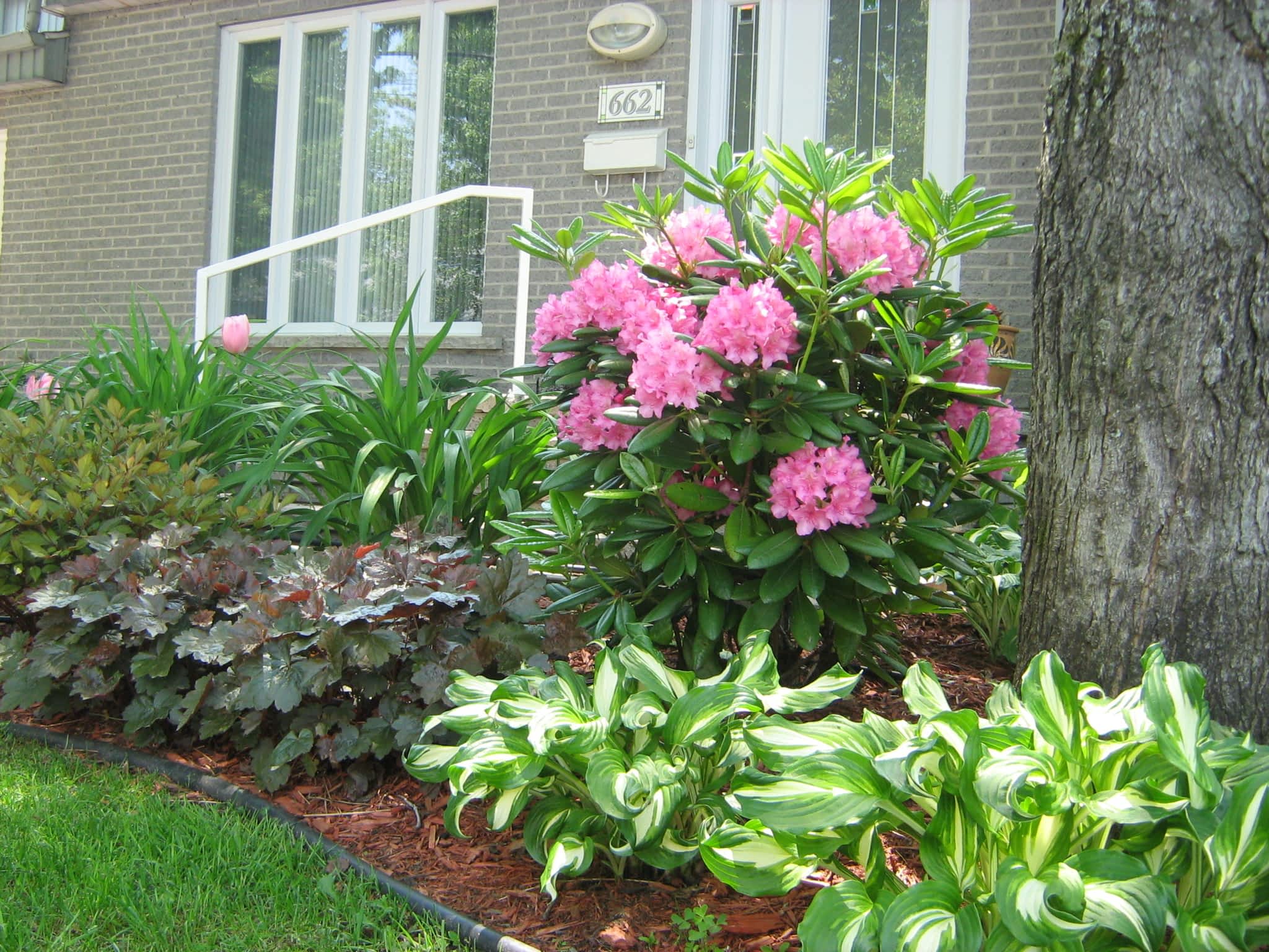 photo L'Effeuilleuse